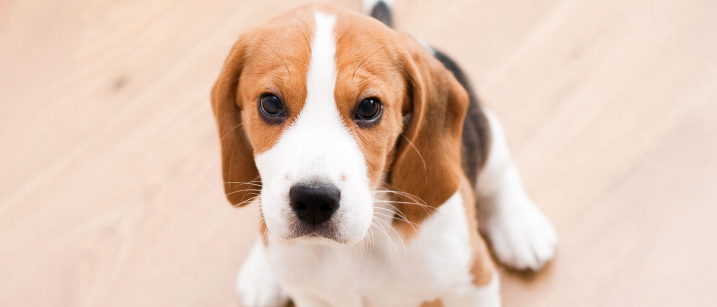 jak nauczyå psa sikaå na mat®