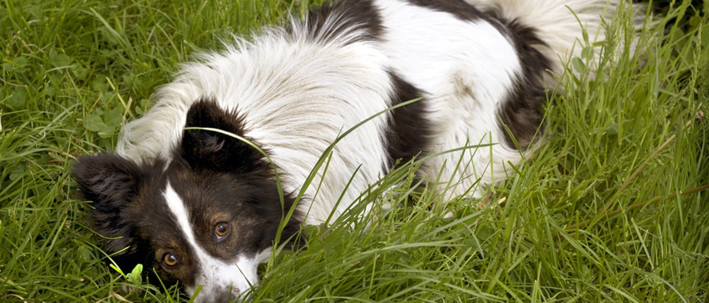 jak-karmić-psa-ile-razy-dziennie-powinien-jeść-pies_-min