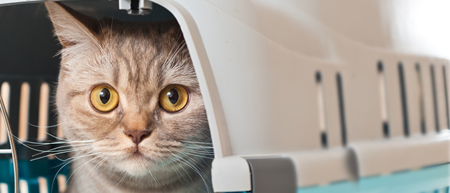 JAK MOGĘ ZAPOBIEC CHOROBIE LOKOMOCYJNEJ MOJEGO PUPILA?