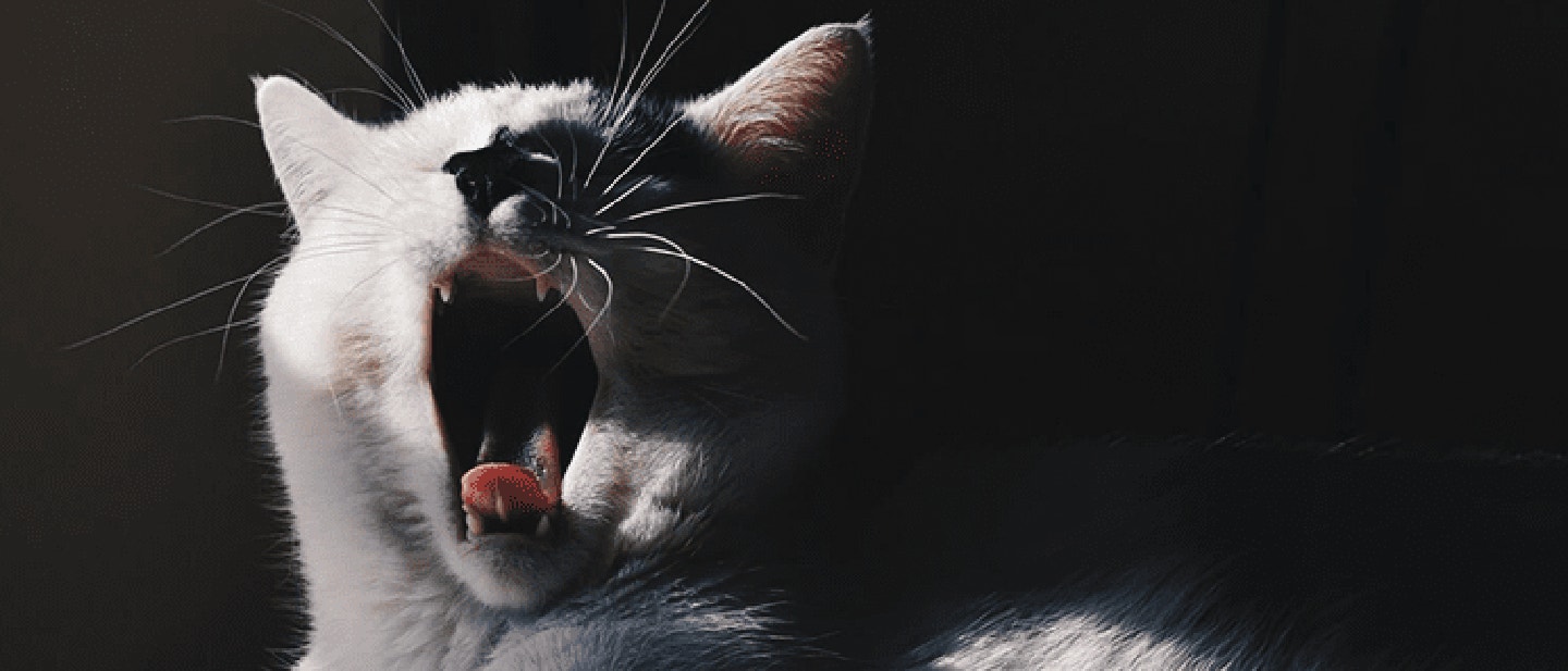 JAK PODAĆ KOTU TABLETKĘ?