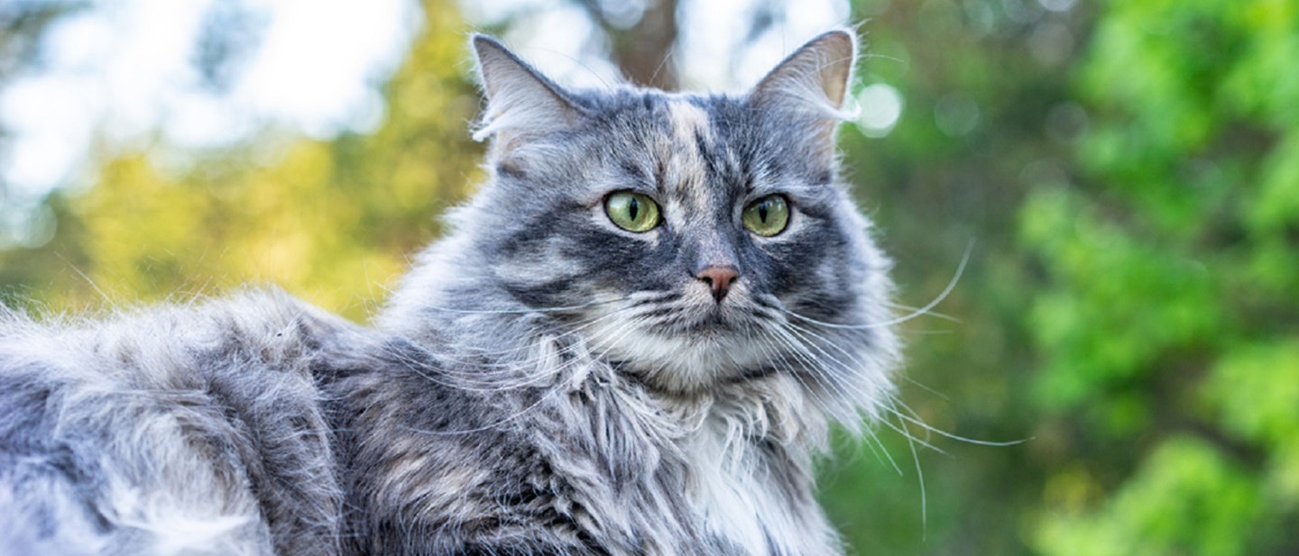 jaka-karmę-dla-kota-wybrać