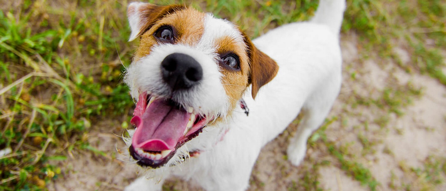 karma dla szczeni•t ras maàych