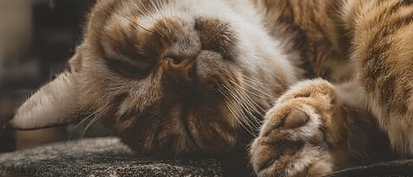 KARMA DLA KOTA PO KASTRACJI - KTÓRĄ WYBRAĆ?