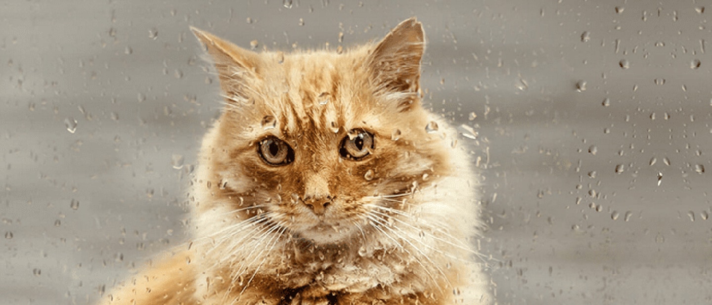 KARMA DLA KOTA PO STERYLIZACJI - KTÓRA BĘDZIE NAJLEPSZA?