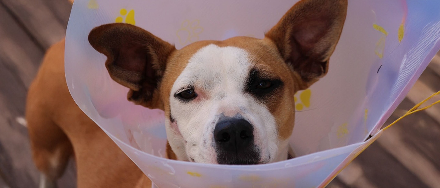 koênierz ochronny dla psa