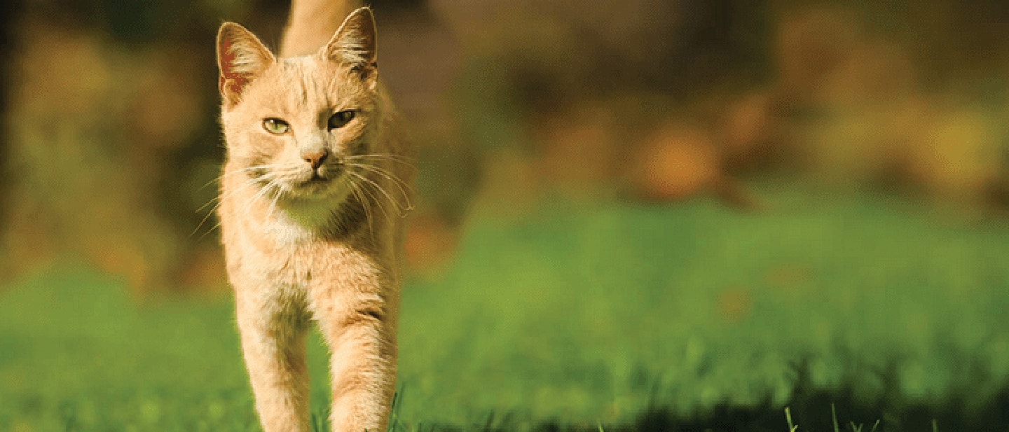KOT MACHA OGONEM – JAK ROZPOZNAĆ KOCI JĘZYK CIAŁA?