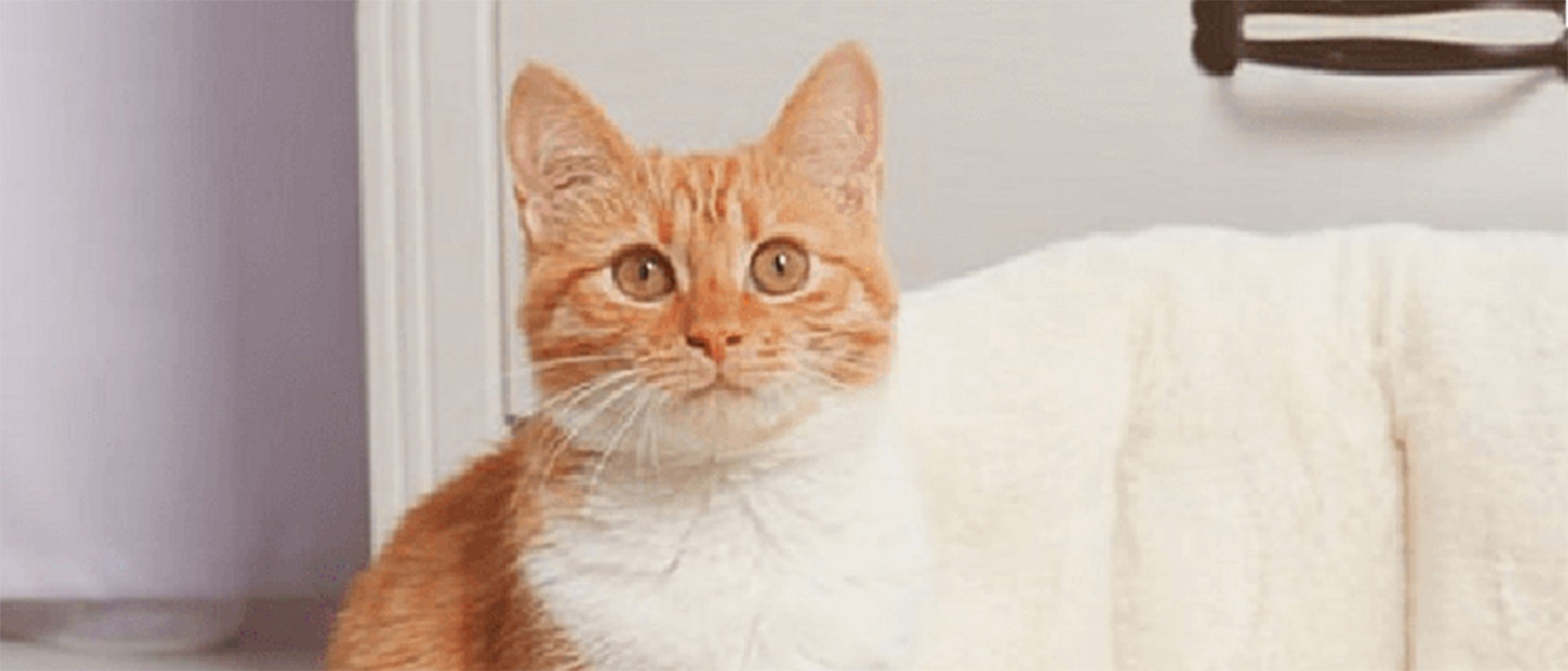 JAK KARMIĆ KOTA? JAK CZĘSTO?