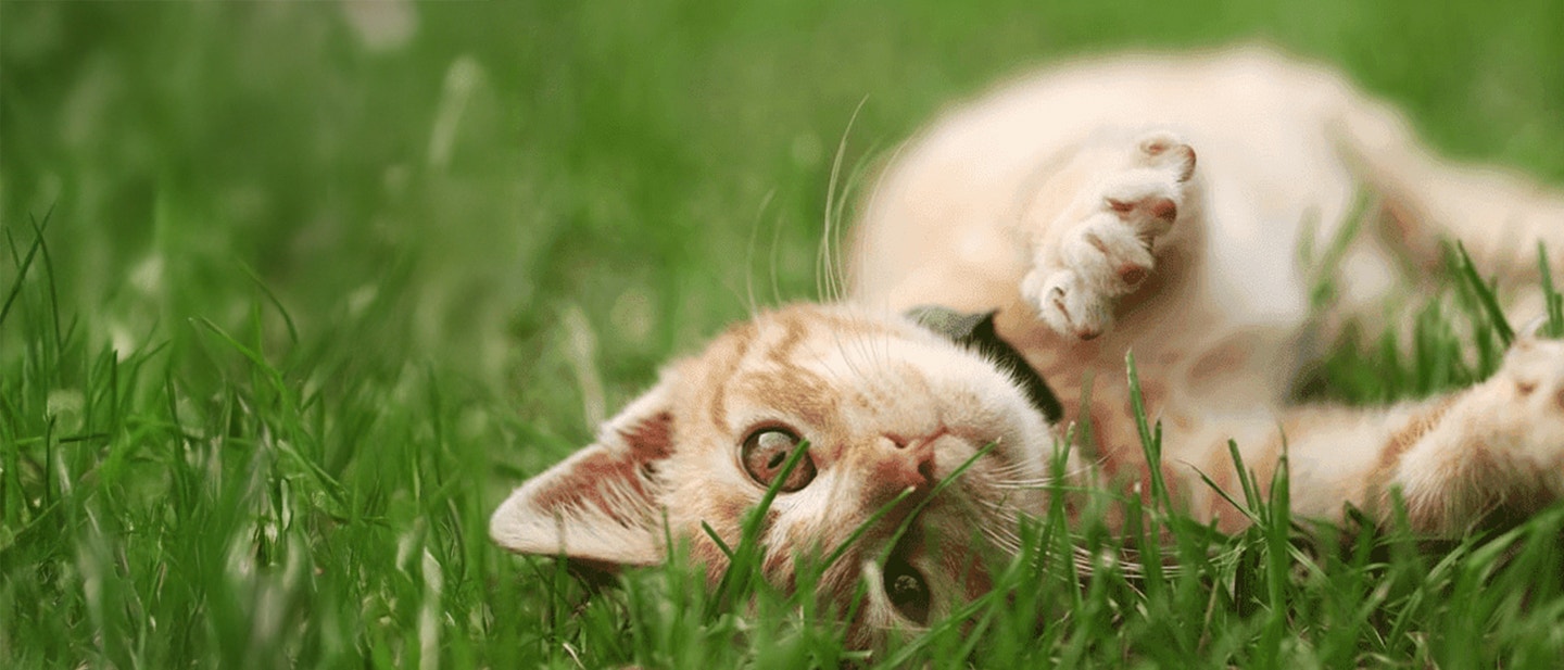 ILE TRWA TRAWIENIE U KOTA? KOCI UKŁAD POKARMOWY