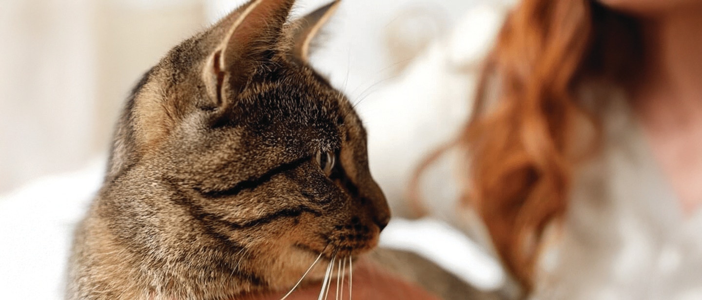 MYŚLISZ O TYM, ŻEBY PRZYJĄĆ POD SWÓJ DACH KOTA?