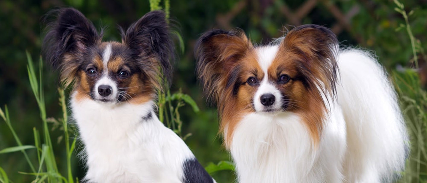 olej-lniany-dla-psa-urozmaicenie-diety-czworonoga_-min