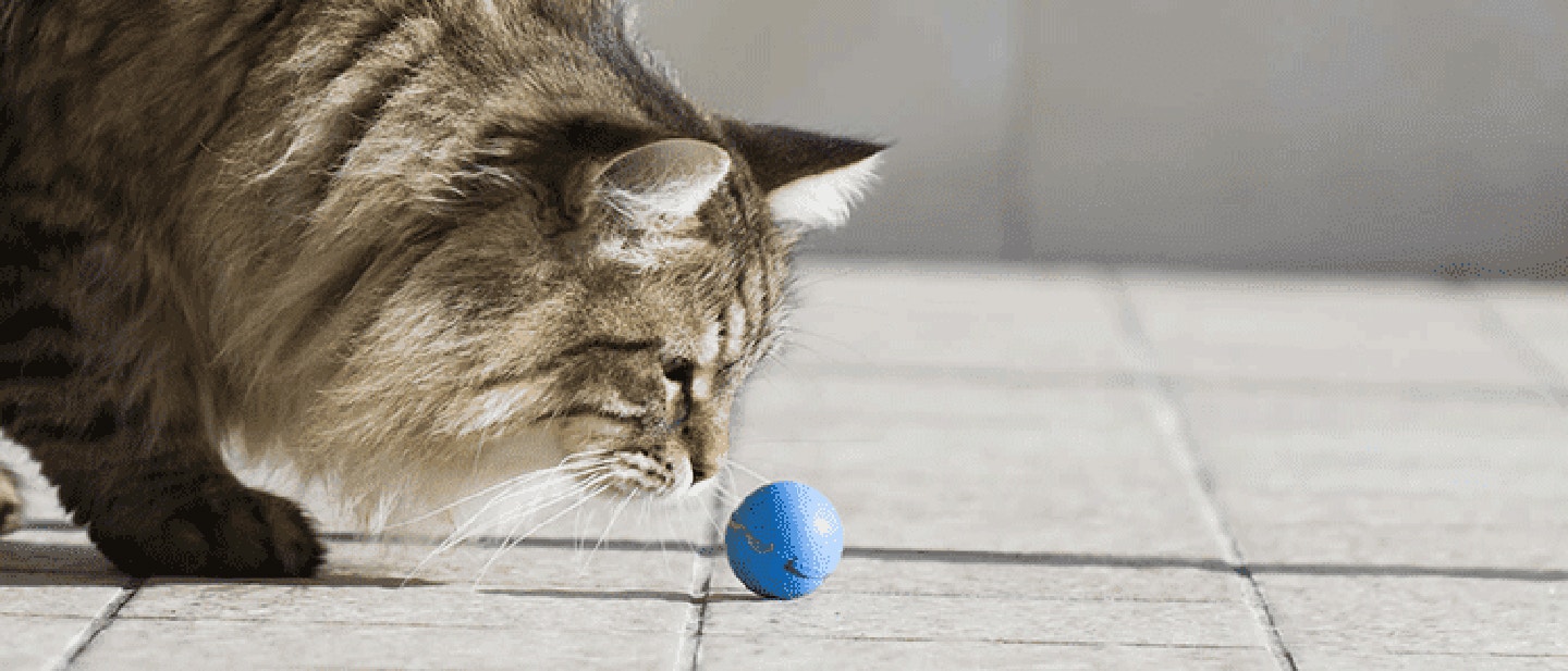 ZABAWY DLA KOTÓW DLACZEGO SĄ TAK WAŻNE?