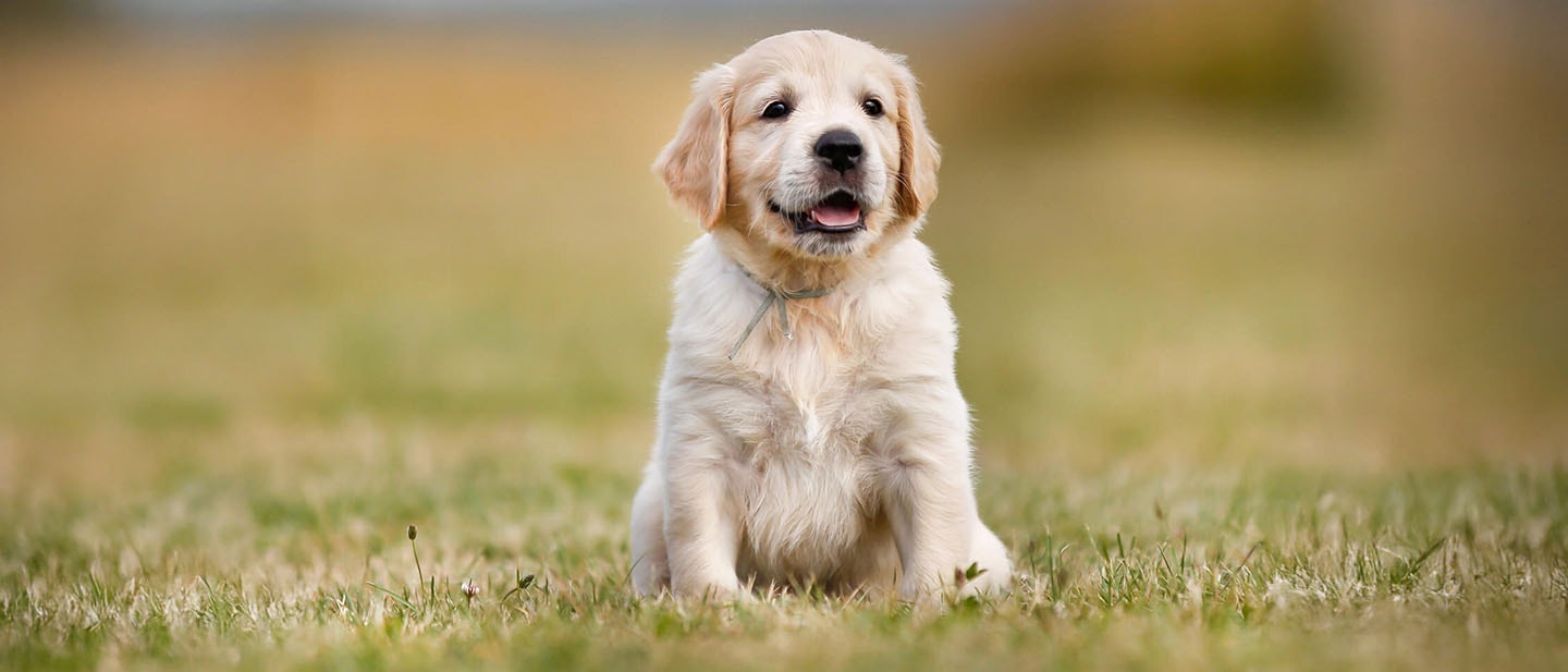 pierwsza kÑpiel szczeni®cia