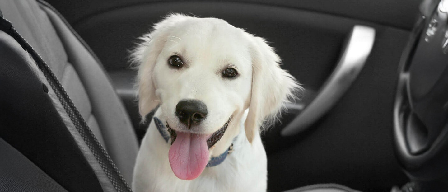 pies-w-samochodzie