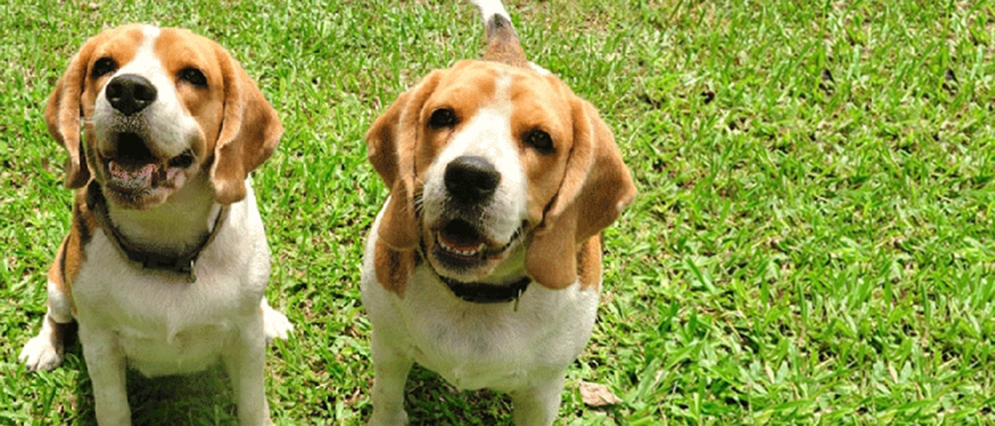 pies-nie-chce-pic-wody-jak-radzic-sobie-z-tym-problemem