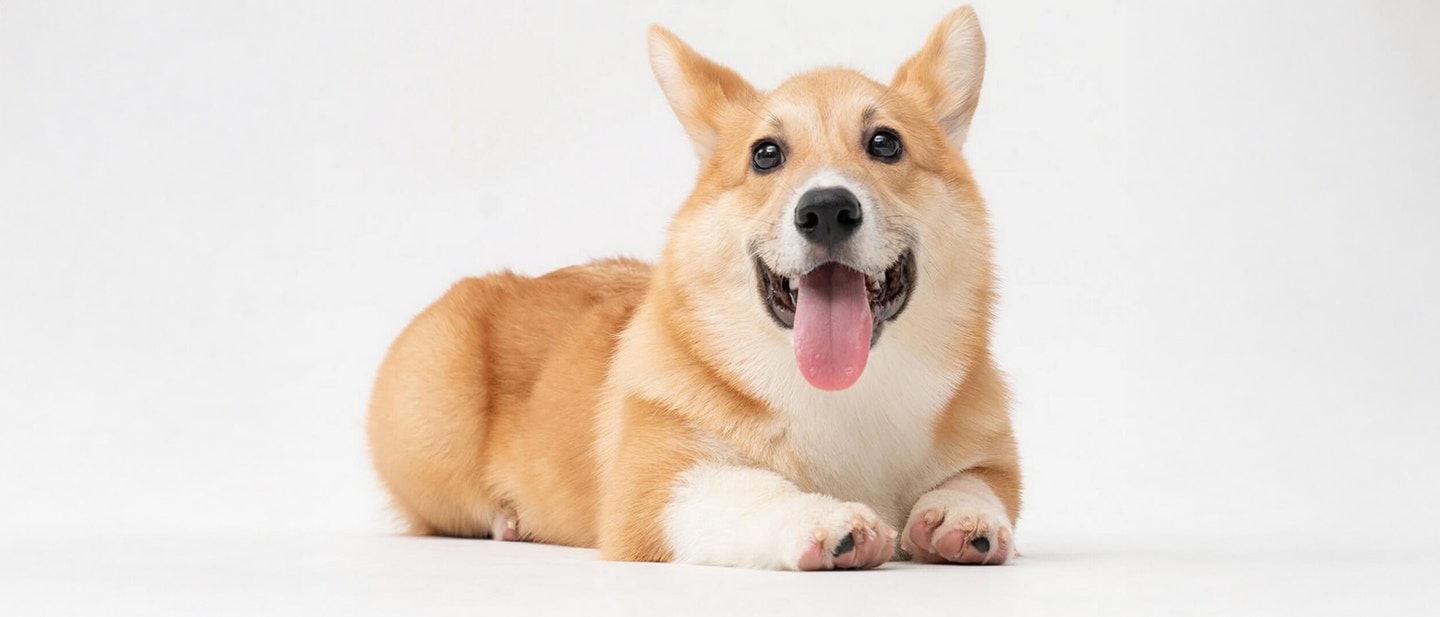 prawidêowe ¥ywienie psa