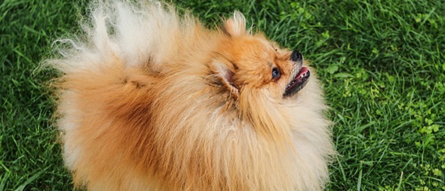 sucha-czy-mokra-karma-dla-psa-ktora-wybrac