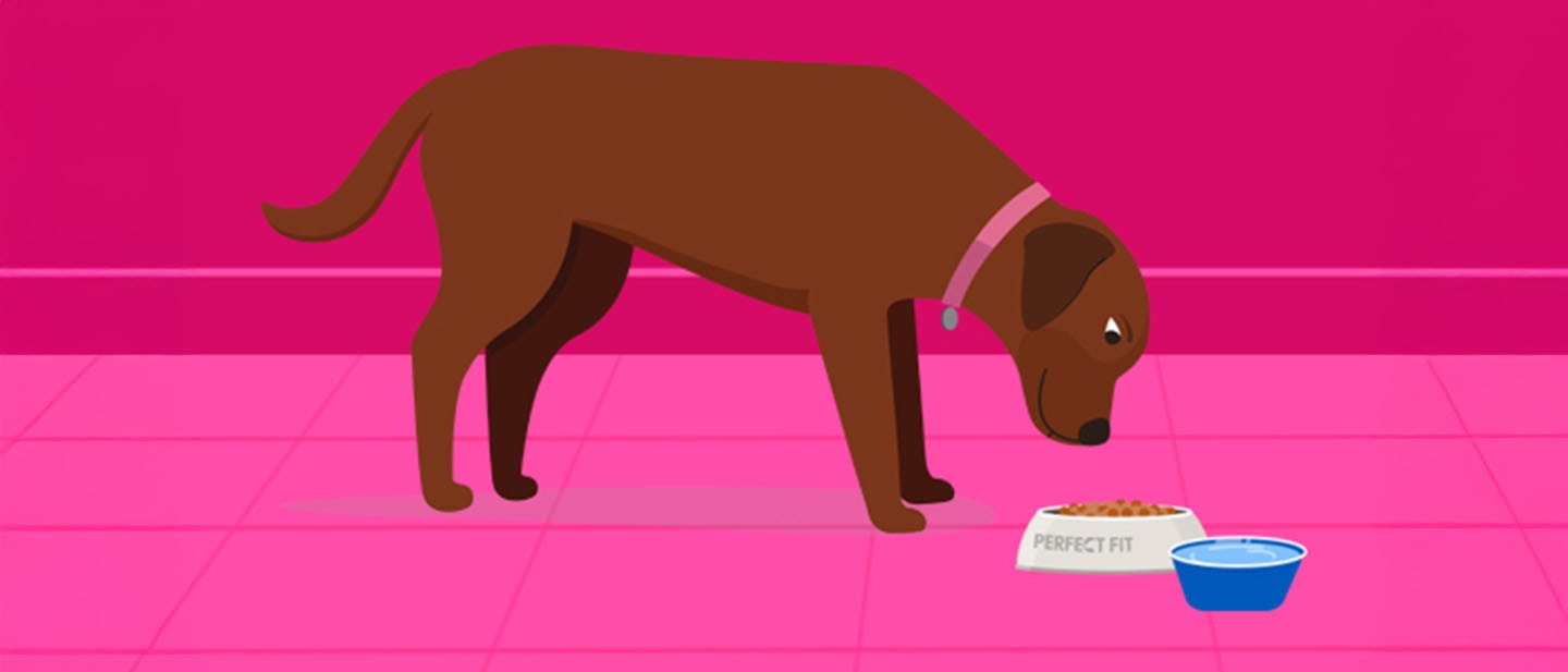 PRZEWODNIK WALTHAM® PO SYLWETCE TWOJEGO PSA