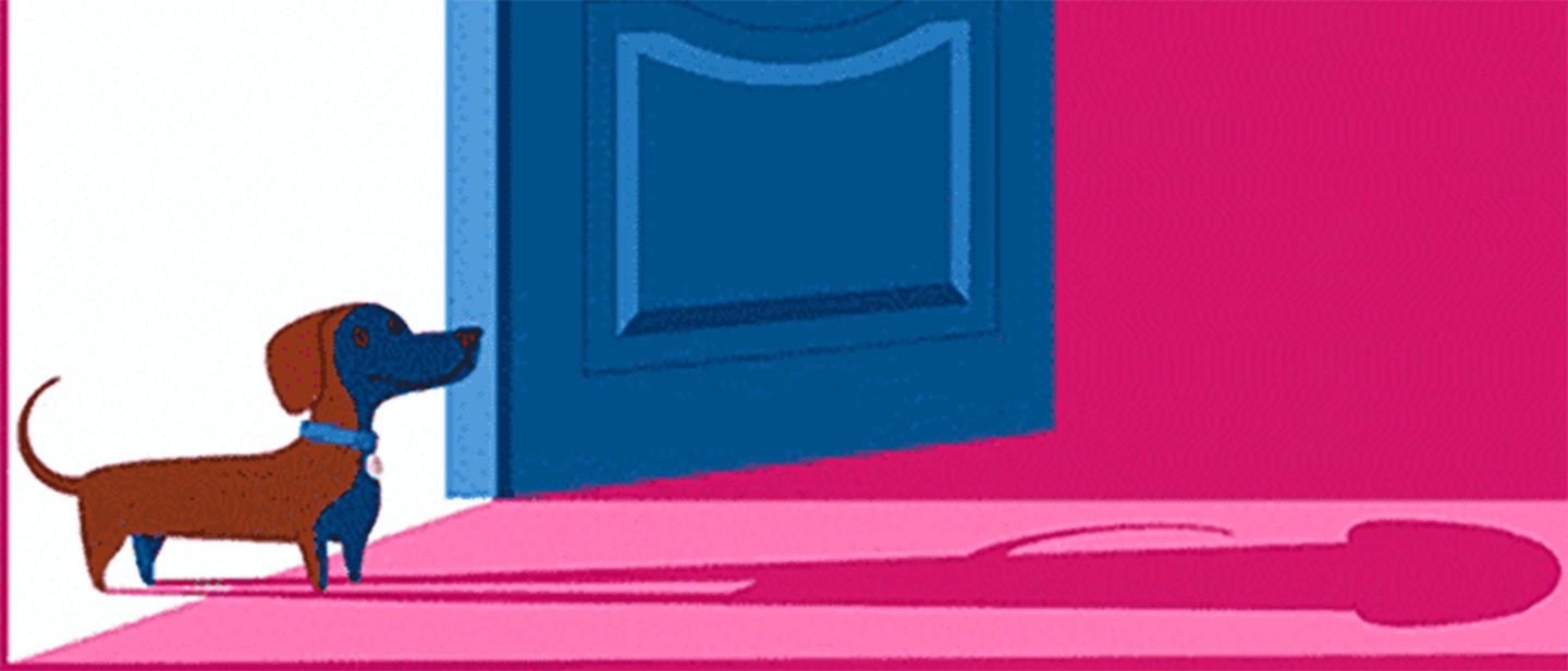 PIES W DOMU KROK PO KROKU