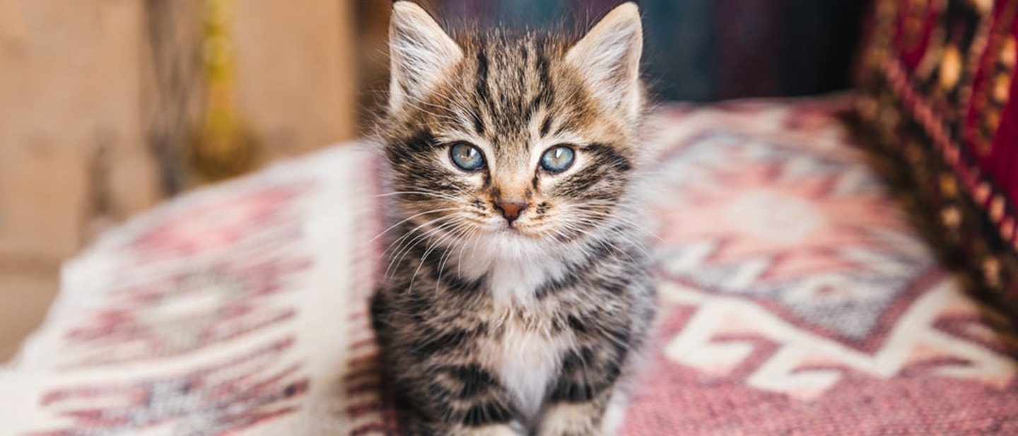 witaminy-i-suplementy-dla-kota-czy-warto-min