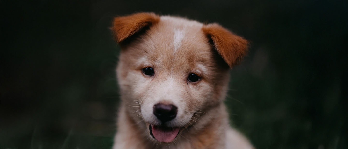 wyprawka-dla-szczeniaka