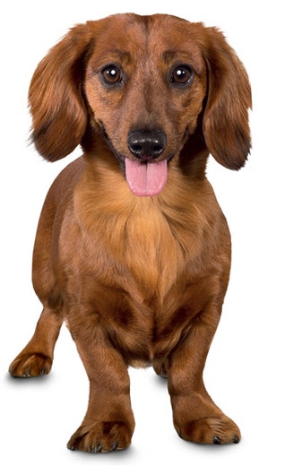 /sites/g/files/fnmzdf6771/files/2024-12/dog-video-aritcle-hero-desktop.jpg