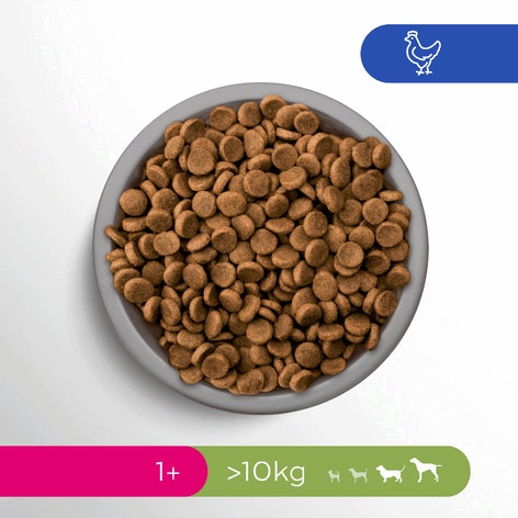 image pft-dog-adult-chck-t66-nl-de_1688480679454