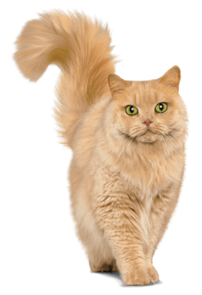 Cat product landing hero