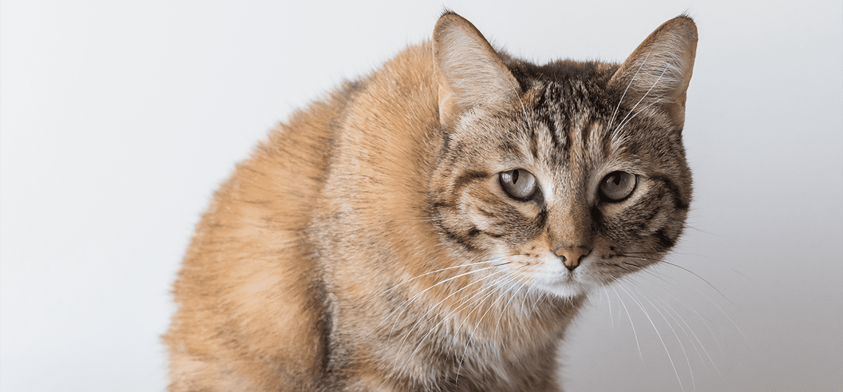 kot siedzący na poduszce patrzący w bok