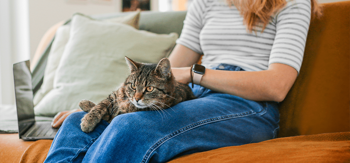 zrelaksowany kot leży na kolanach kobiety, która siedzi na kanapie