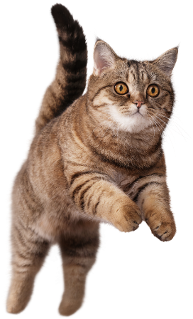 Perfect Fit brand imagery