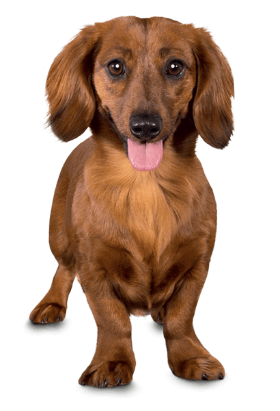 Dog product landing hero